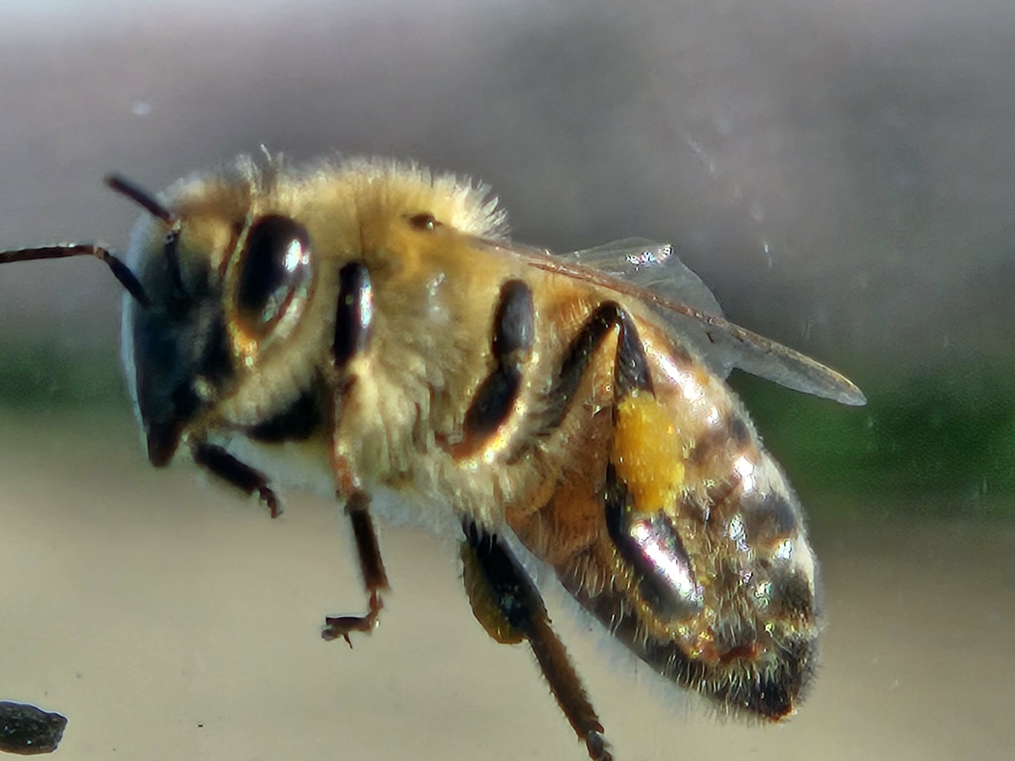 Bee